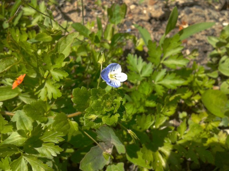 Veronica persica